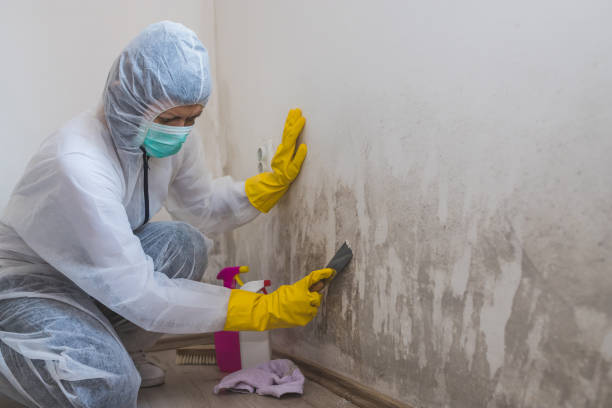 Best Air Quality Testing for Mold Spores  in Woods Hole, MA