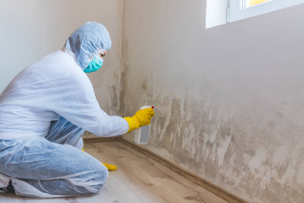 Best Basement Mold Removal  in Woods Hole, MA