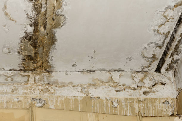 Best Black Mold Removal  in Woods Hole, MA