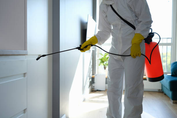 Best Water Damage & Mold Remediation  in Woods Hole, MA
