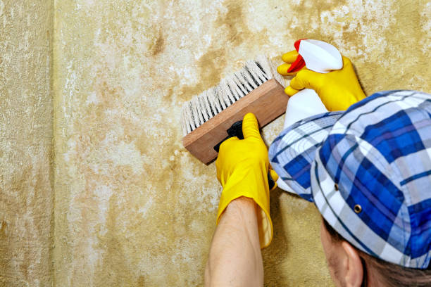 Best Biohazard Mold Removal  in Woods Hole, MA