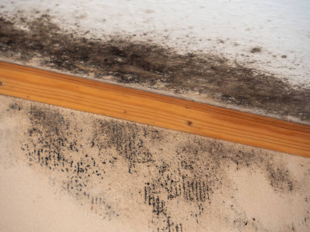 Best Forensic Mold Investigation  in Woods Hole, MA