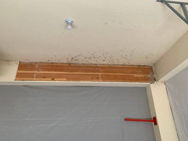 Best Biohazard Mold Removal  in Woods Hole, MA