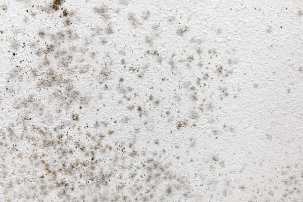 Best Environmental Consulting for Mold Prevention  in Woods Hole, MA