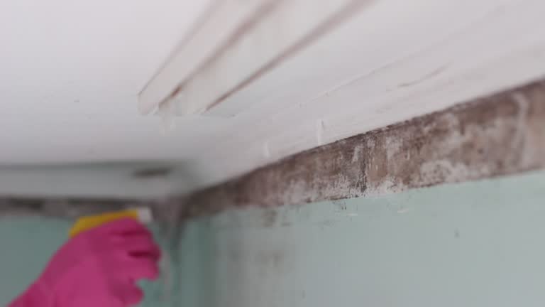 Best Residential Mold Inspection & Testing  in Woods Hole, MA