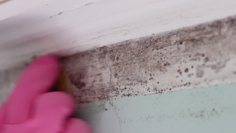 Mold Documentation for Insurance Claims in Woods Hole, MA